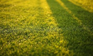 Waarom je zou moeten kiezen voor een gazon met echt gras