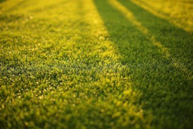 Waarom je zou moeten kiezen voor een gazon met echt gras